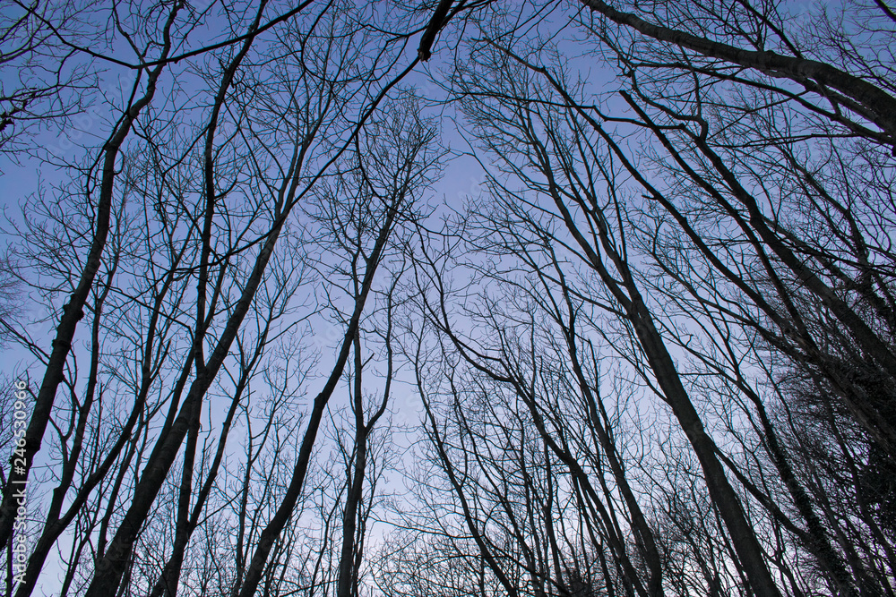 View from below of bare tree branches, which stand out in the blue sky in winter.
