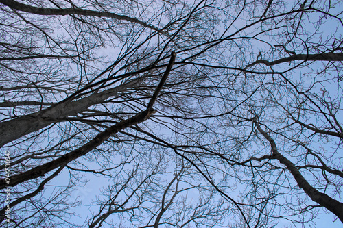 View from below of bare tree branches, which stand out in the blue sky in winter.