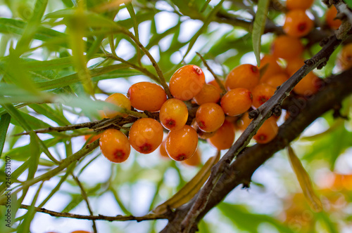 sea buckthorn berries on the branches © Владимир Грачев