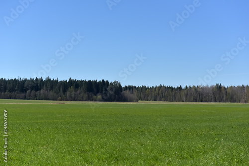 field with green grass in spring