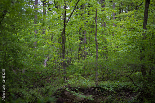 path in forest