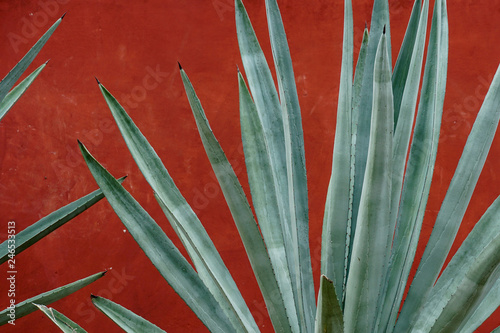 Closeup of green agave against red wall in rural Mexico