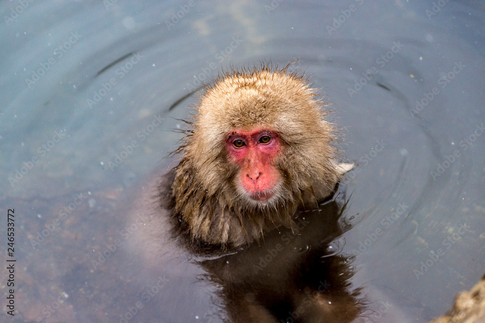 Fototapeta premium The Snow Monkey