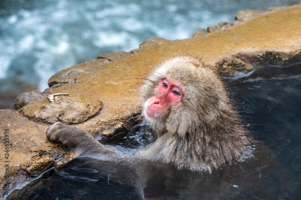 Naklejka premium The Snow Monkey