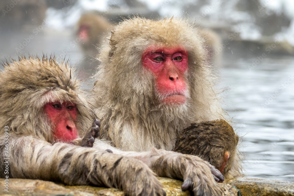 Naklejka premium The Snow Monkey