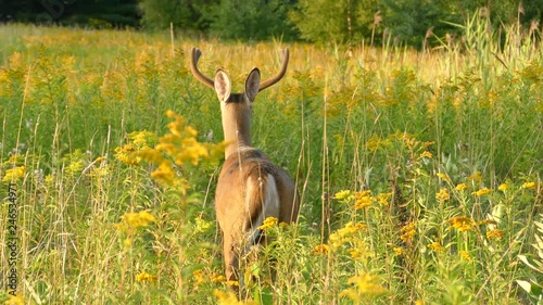 Camera tracking shot of deer slowly walking away in beautiful field photo