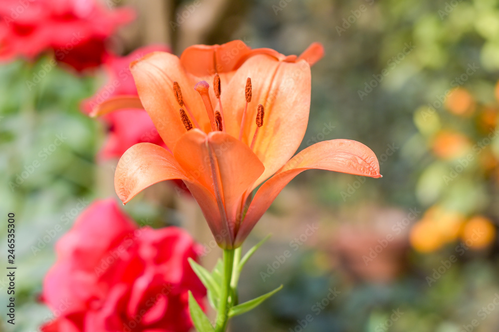 Campsis radicans, also called trumpet vine and cow itch, climber native in eastern and southern United States; it produces terminal clusters of tubular, trumpet-shaped orange to orange-scarlet