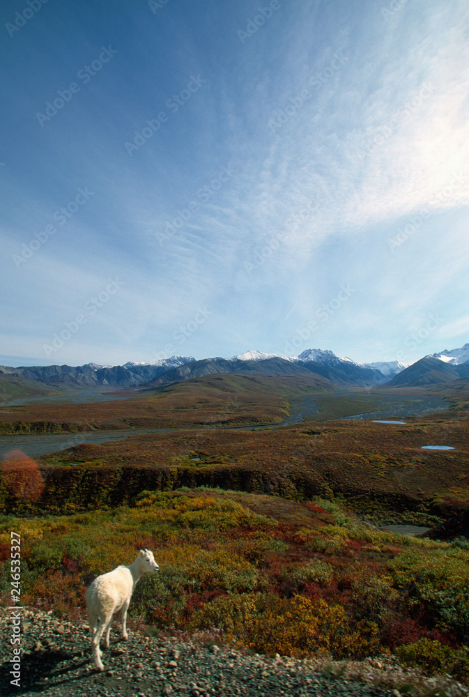Obraz premium Dall Sheep Denali National Park Alaska 
