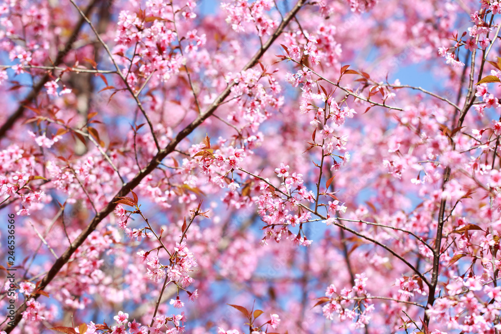 Wild Himalayan Cherry Blossoms in spring season (Prunus cerasoides), Sakura in Thailand, selective focus Wild Himalayan Cherry Blossoms in spring season (Prunus cerasoides), Sakura in Thailand, selective focus