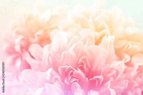 Beautiful flowers made with color filters in soft color and blur style for background