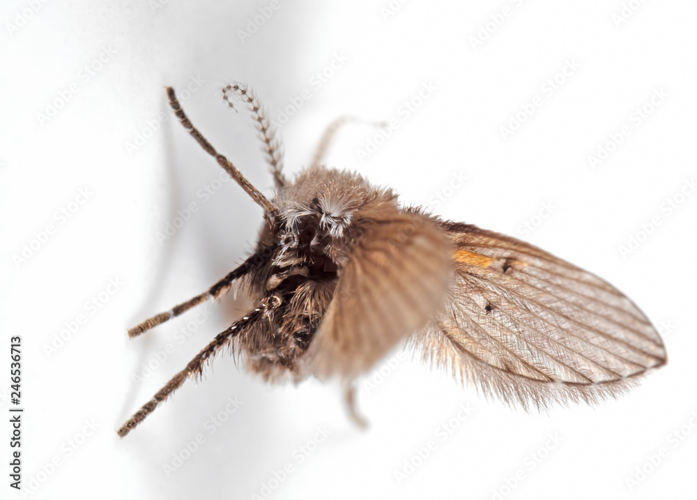Macro Photo of Drain Fly Spread Wings on White Wall, Selective Focus Macro Photo of Drain Fly Spread Wings on White Wall, Selective Focus