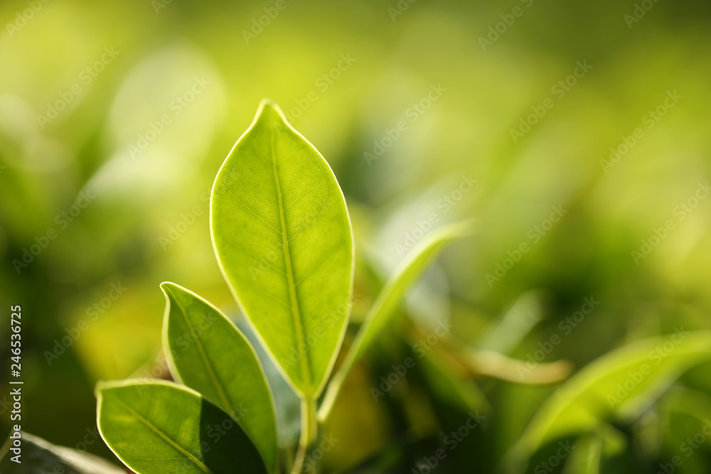 Natural green plants landscape using as a background or wallpaper,Closeup nature view of green leaf in garden at summer under sunlight