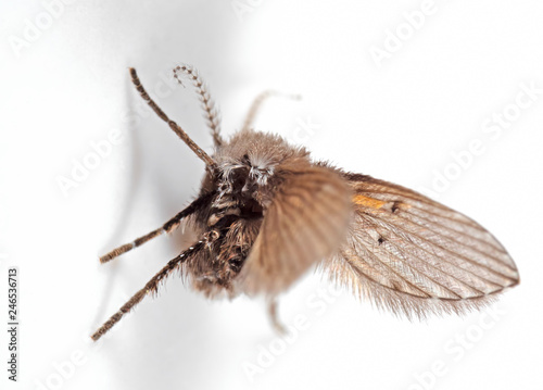 Macro Photo of Drain Fly Spread Wings on White Wall, Selective Focus