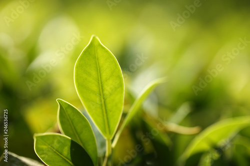 Natural green plants landscape using as a background or wallpaper Closeup nature view of green leaf in garden at summer under sunlight