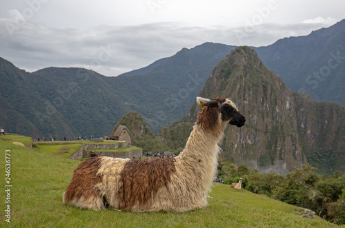 Brown and white Llama at Machu Picchu in Peru South America