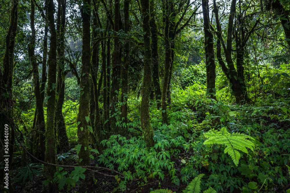 Tropical rain forest