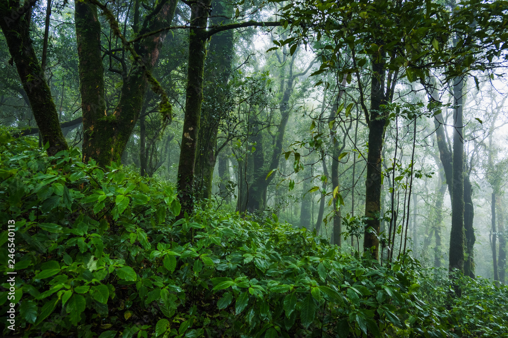 Naklejka premium Tropical rain forest