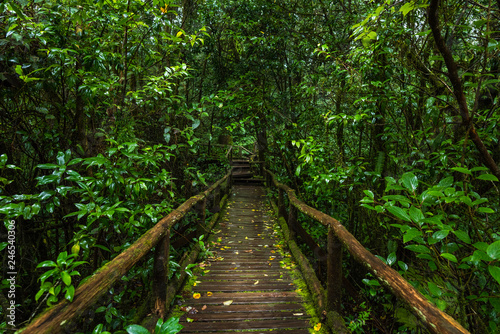 Wooden bridge walkway in to the rain forest