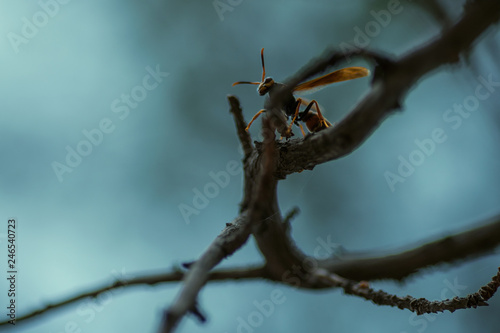 Avispas fotografiadas en tu entorno natural, hermoso depredador