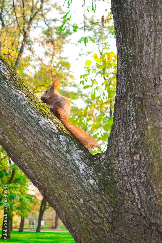  Squirrel in the park