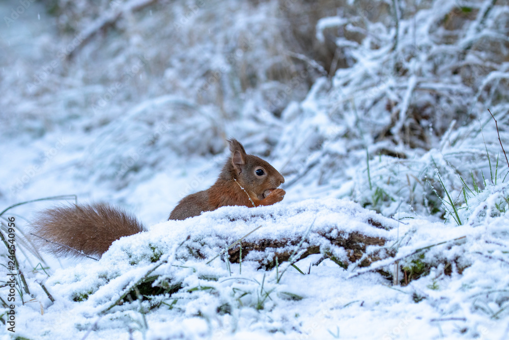 red squirrel, Sciurus vulgaris, eating, running on a branch and ground on snow during winter, january in scotland.