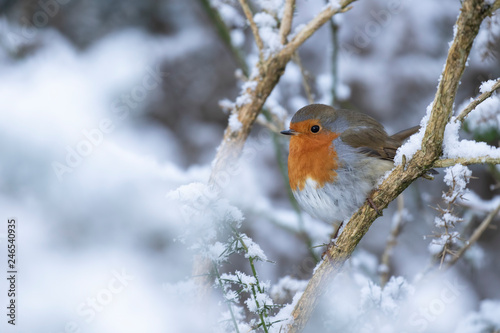 Robin, Erithacus rubecula, redbreast, perched on branches in snow during winter in january, scotland.