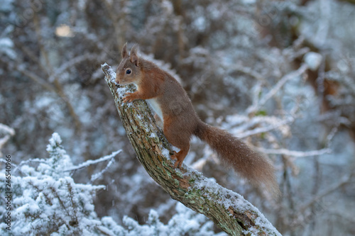 Fototapeta Naklejka Na Ścianę i Meble -  red squirrel, Sciurus vulgaris, eating, running on a branch and ground on snow during winter, january in scotland.