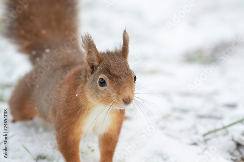 red squirrel, Sciurus vulgaris, eating, running on a branch and ground on snow during winter, january in scotland.