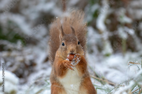 red squirrel, Sciurus vulgaris, eating, running on a branch and ground on snow during winter, january in scotland. © Paul