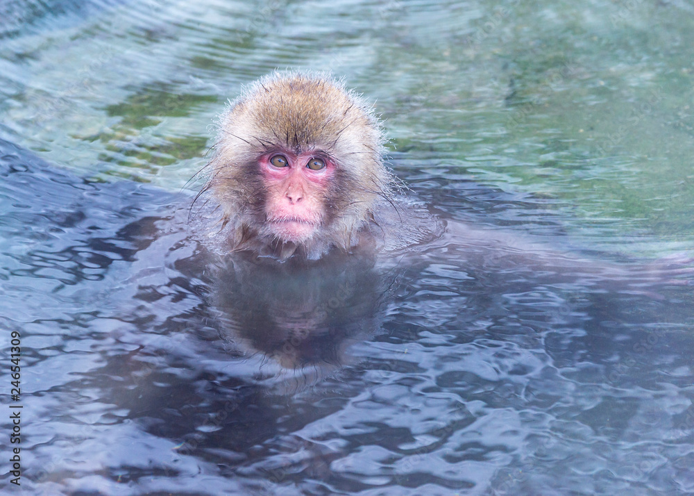 Naklejka premium The Snow Monkey