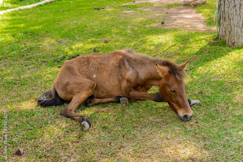 horse with colic laying on side or sick and sleep