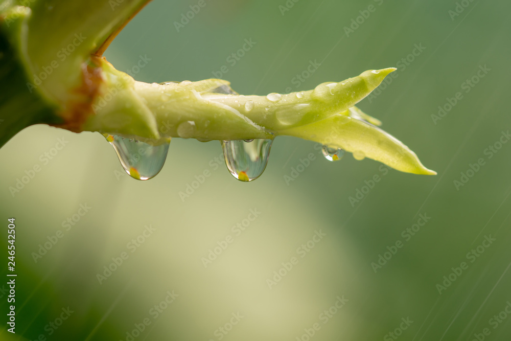 Fototapeta premium Sapling on a green background