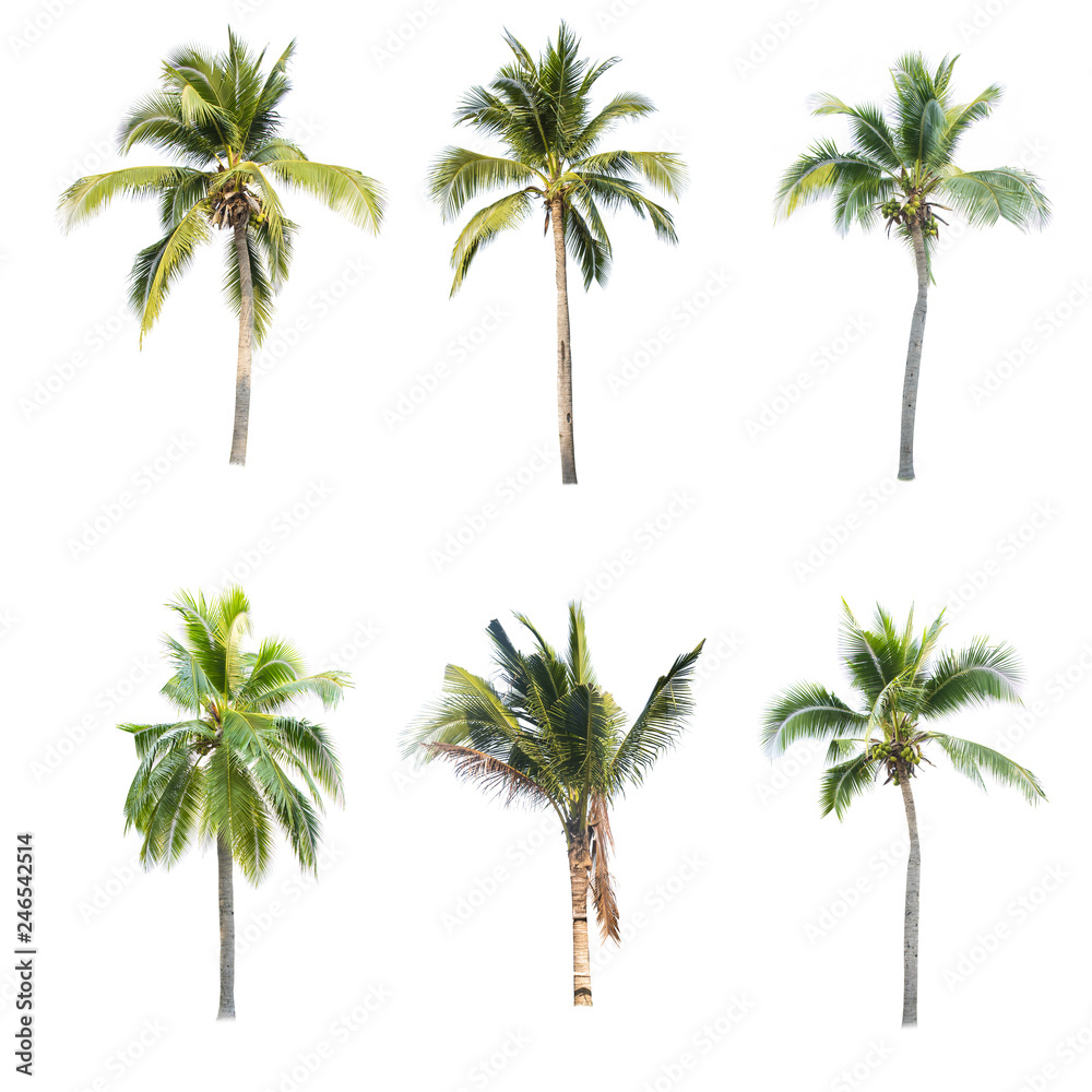 Coconut tree seedling isolated on white background Stock Photo | Adobe ...