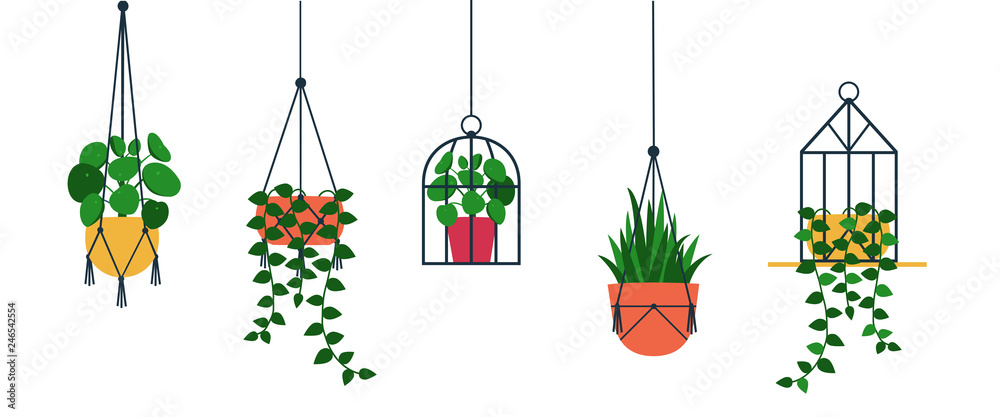 Standing and hanging terrarium with potted plants. Bundle of trendy macrame  hangers for plants growing in pots (pilea,string of pearls,planthanger)  Cartoon flat vector illustration isolated from white Stock Vector | Adobe  Stock
