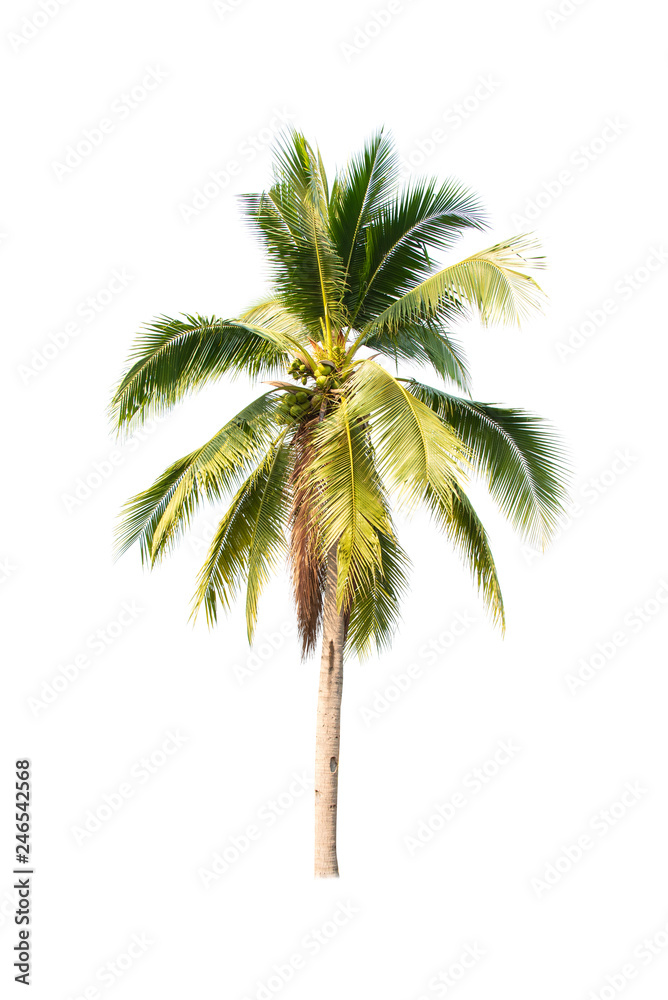 Coconut tree seedling isolated on white background Coconut tree seedling isolated on white background