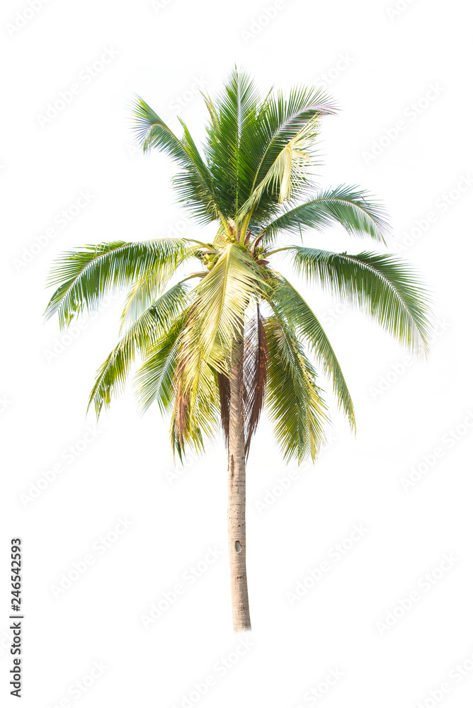 Obraz premium Coconut tree seedling isolated on white background
