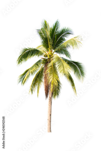 Coconut tree seedling isolated on white background