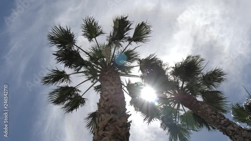 The sun peeking through palm trees on The Strip, Las Vegas Boulevard, Las Vegas, Nevada, United States of America, North America