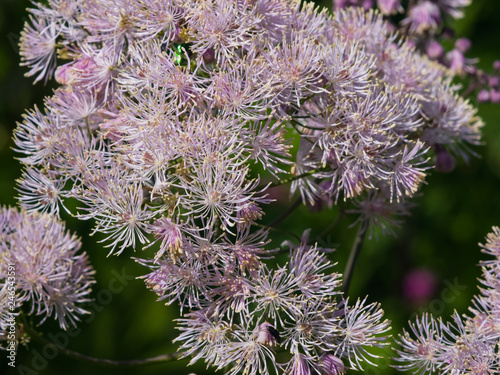 Columbine meadow-rue, Thalictrum aquilegifolium, flowers with bokeh background macro, selective focus, shallow DOF photo