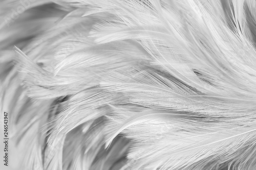 Gray chicken feathers in soft and blur style for the background, black and white © apimook