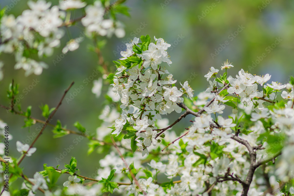 Blooming cherry tree close up. Spring foliage. Blooming cherry tree close up. Spring foliage.