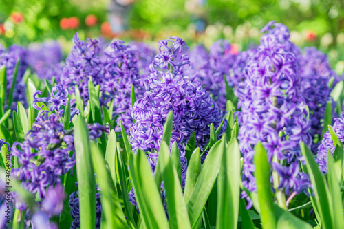 Flowering blue Hyacinth (Hyacinthus orientalis) growing in the flowerbed. Floral background, gardening. Spring holiday card, floral background.