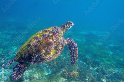 Sea turtle in blue water. Exotic marine turtle underwater photo. Oceanic animal in wild nature. Summer vacation activity