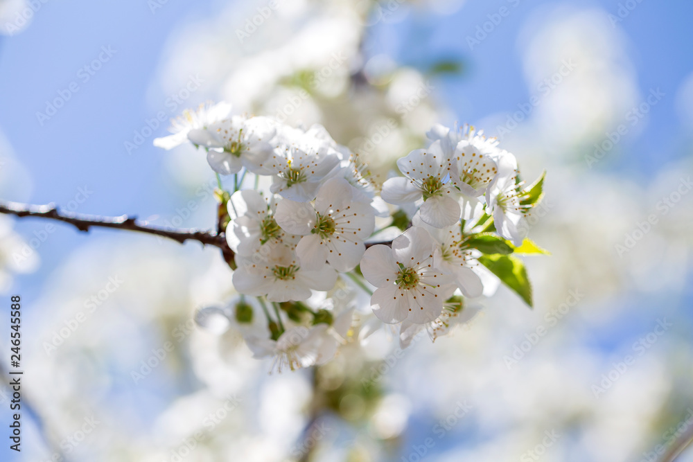 Fototapeta premium White flowers of the cherry blossoms on a spring day over blue sky background. Flowering fruit tree in Ukraine, close up