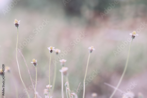 meadow flowers in soft warm light. Vintage autumn landscape blurry natural background.
