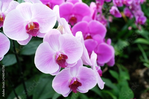 Orchid flower in garden.
