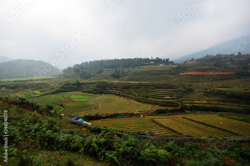 Beautiful landscape with green field on mountains and cloudy sky in Sa Pa, Vietnam
