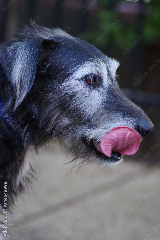 Fototapeta premium portrait of a dog