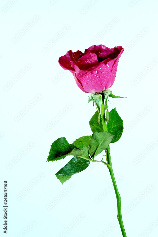 Obraz premium Isolated pink rose on white background and space for write wording, popular flower means love and always give special person in special event such as valentines or any lucky event