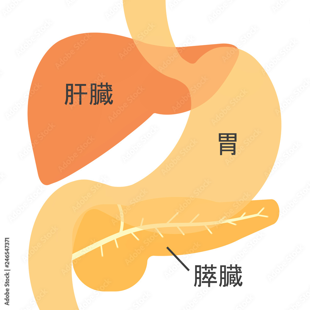 胃と肝臓と膵臓の図 Stock イラスト Adobe Stock